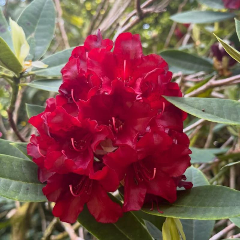 Burgundy Rhododendron Plant - 1 Gallon Pot - Flowering Shrub
