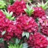 Burgundy Rhododendron Plant - 1 Year Old Rare Rhododendron Variety