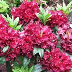 Burgundy Rhododendron Plant - 1 Year Old Rare Rhododendron Variety