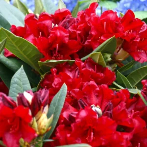 Burgundy Rhododendron Plant - 1 Year Old Rare Rhododendron Variety