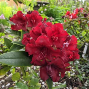 Burgundy Rhododendron Plant - 1 Year Old Rare Rhododendron Variety