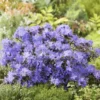 Blue Rhododendron Plant Gallon Pot Shrub Outdoor Garden