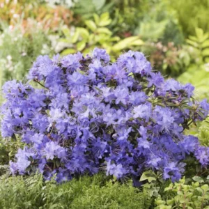 Blue Rhododendron Plant Gallon Pot Shrub Outdoor Garden