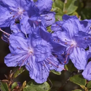Blue Rhododendron Plant Gallon Pot Shrub Outdoor Garden