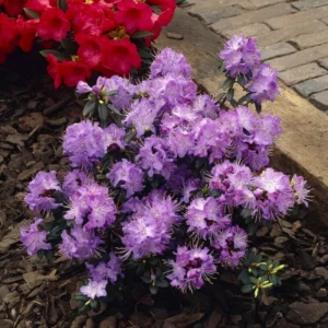 Blue Rhododendron Plant Gallon Pot Shrub Outdoor Garden
