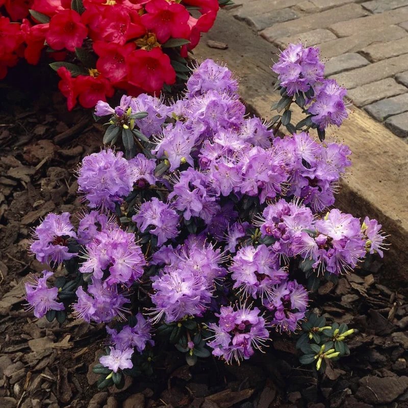 Blue Rhododendron Plant Gallon Pot Shrub Outdoor Garden