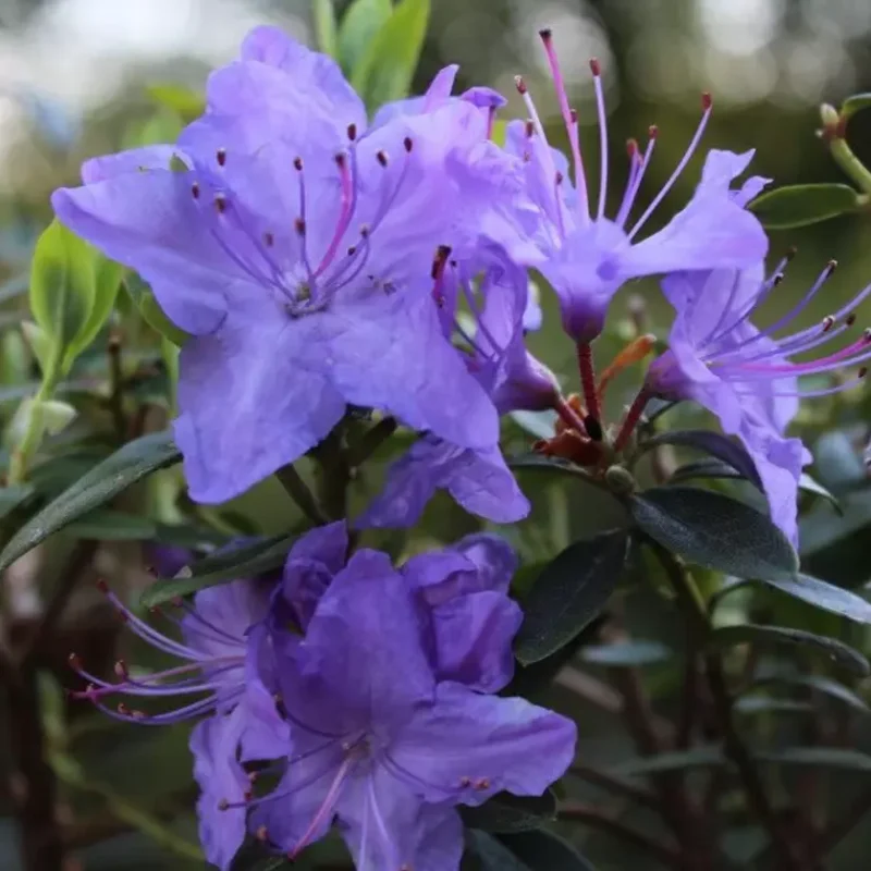 Blue Rhododendron Plant 1 Year Old Rare Flowering Shrub Garden Plant