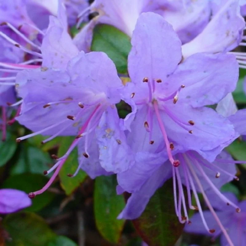 Blue Rhododendron Plant 1 Year Old Rare Flowering Shrub Garden Plant