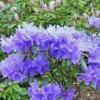 Blue Rhododendron Plant 1 Year Old Rare Flowering Shrub Garden Plant
