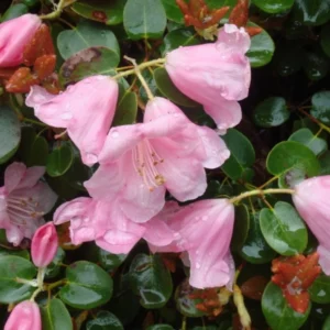 White Pink Rhododendron Plant Gallon Pot Flowering Shrub Outdoor Garden