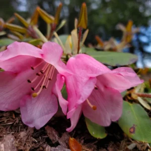 White Pink Rhododendron Plant Gallon Pot Flowering Shrub Outdoor Garden