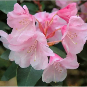 White Pink Rhododendron Plant 1 Year Old Rare Flowering Shrub Garden Plant
