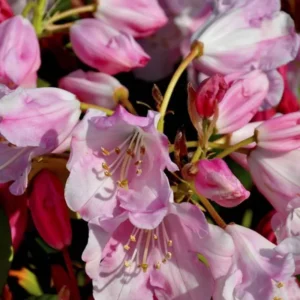 White Pink Rhododendron Plant 1 Year Old Rare Flowering Shrub Garden Plant