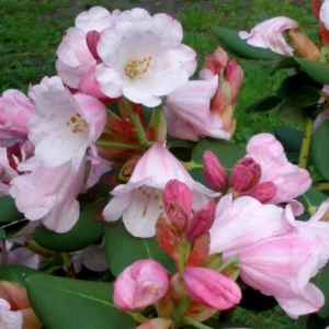 White Pink Rhododendron Plant 1 Year Old Rare Flowering Shrub Garden Plant
