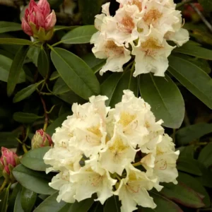 Yellow Rhododendron Plant - 1 Gallon Pot - Bright Yellow Blooms