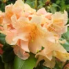Yellow Rhododendron Plant - 1 Gallon Pot - Bright Yellow Blooms