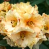 Yellow Rhododendron Plant 1 Year Old Rare Variety Garden Shrub