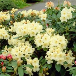 Yellow Rhododendron Plant 1 Year Old Rare Variety Garden Shrub