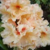 Peach Rhododendron Plant - 1 Year Old Flowering Shrub