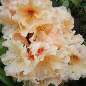 Peach Rhododendron Plant - 1 Year Old Flowering Shrub