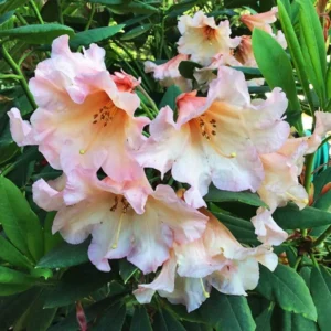 Peach Rhododendron Plant - 1 Year Old Flowering Shrub