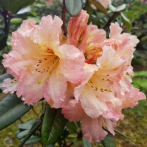 Peach Rhododendron Plant - 1 Year Old Flowering Shrub