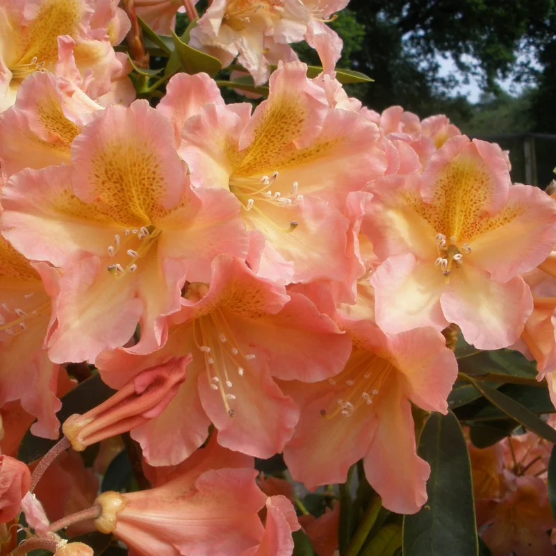 Peach Rhododendron Plant - 1 Year Old Flowering Shrub