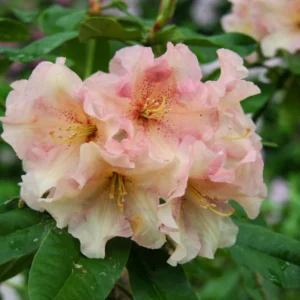 Peach Rhododendron Plant - 1 Gal Pot - Flowering Shrub