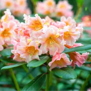 Peach Rhododendron Plant - 1 Gal Pot - Flowering Shrub
