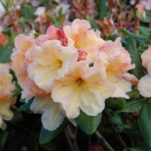 Peach Rhododendron Plant - 1 Gal Pot - Flowering Shrub