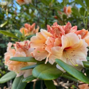 Peach Rhododendron Plant - 1 Gal Pot - Flowering Shrub