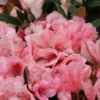 Coral Rhododendron Plant - 1 Year Old - Vibrant Blooms Easy Care