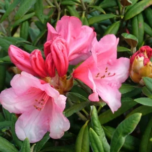 Coral Rhododendron Plant - 1 Year Old - Vibrant Blooms Easy Care