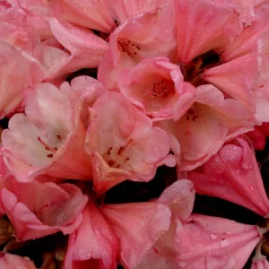 Coral Rhododendron Plant - 1 Year Old - Vibrant Blooms Easy Care