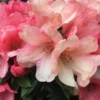 Coral Rhododendron Plant - 1 Gal Pot - Flowering Shrub