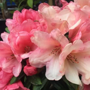 Coral Rhododendron Plant - 1 Gal Pot - Flowering Shrub