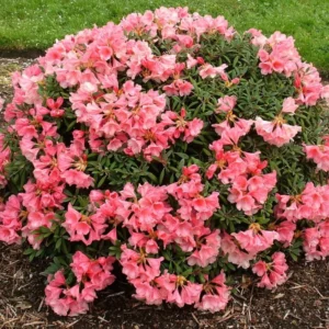Coral Rhododendron Plant - 1 Gal Pot - Flowering Shrub
