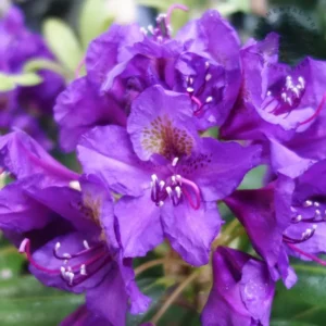 Purple Rhododendron Plant - 1 Year Old Flowering Shrub