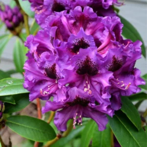 Purple Rhododendron Plant - 1 Year Old Flowering Shrub