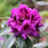 Purple Rhododendron Plant - 1 Gal Pot - Flowering Shrub