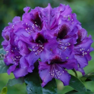 Purple Rhododendron Plant - 1 Gal Pot - Flowering Shrub