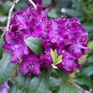 Purple Rhododendron Plant - 1 Gal Pot - Flowering Shrub