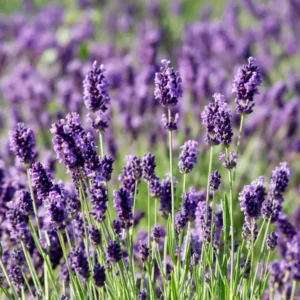 English Lavender Flower Plant - Gallon Potted - Fragrant Blooms