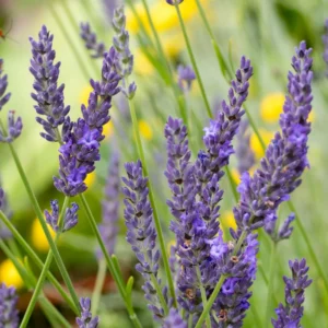 English Lavender Flower Plant - Gallon Potted - Fragrant Blooms