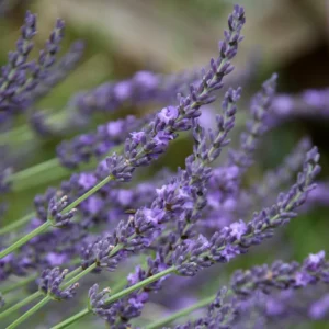 English Lavender Flower Plant - Gallon Potted - Fragrant Blooms