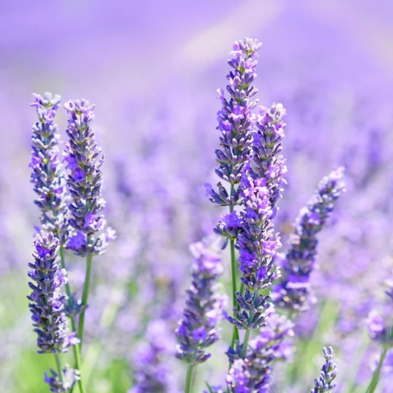English Lavender Plant in 1 Gal Pot - Fragrant & Easy Care