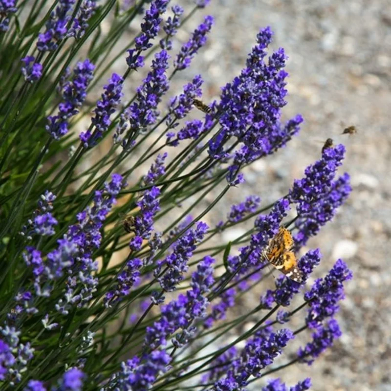 English Lavender Plant in 1 Gal Pot - Fragrant & Easy Care