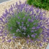 English Lavender Plant in 1 Gal Pot - Fragrant & Easy Care