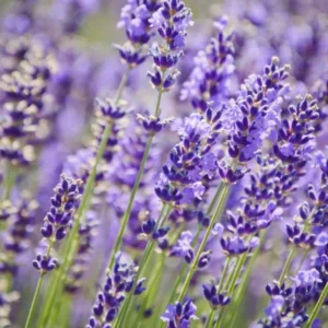 Grosso Lavender Flower Plant Potted - Fragrant Blooms