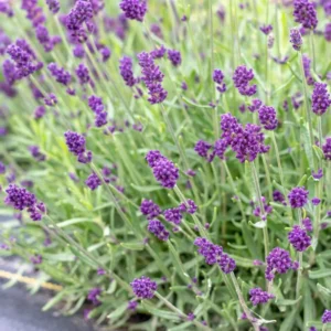 Grosso Lavender Flower Plant Potted - Fragrant Blooms